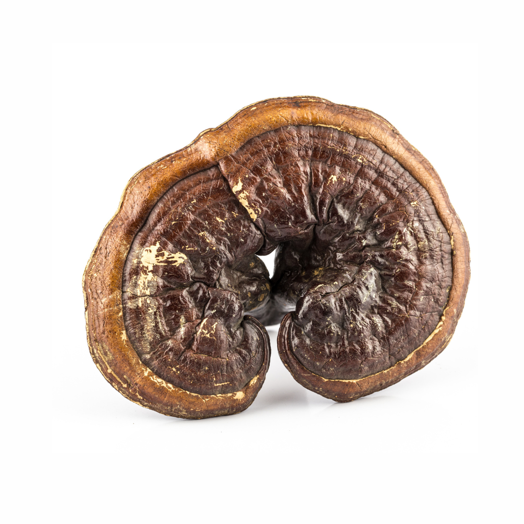 Reishi mushroom, adaptogens