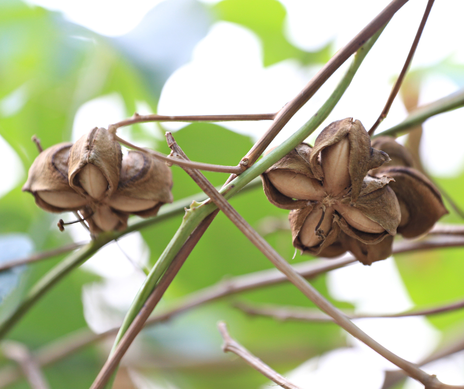 sacha inchi seed hanging from sacha inchi tree